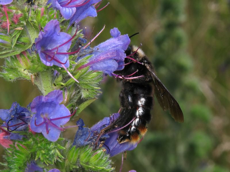 Bombus rupestris (Fabricius, 1793)